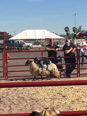 Riding a sheep like a pro.