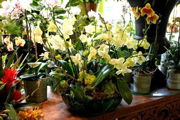 Beautiful bowl of orchids!