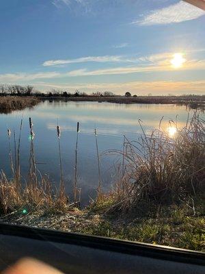 Muskrat trapping