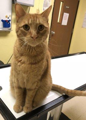 Jackson is our cat scan technician. He's always paws on in our treatment area!