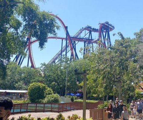 Amazing Sheikra