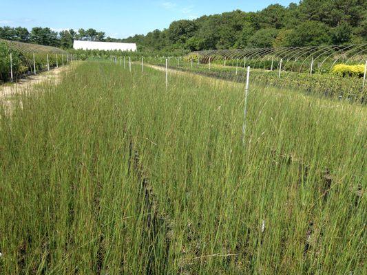 Native Grasses