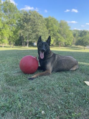 Josie enjoying her off leash freedom