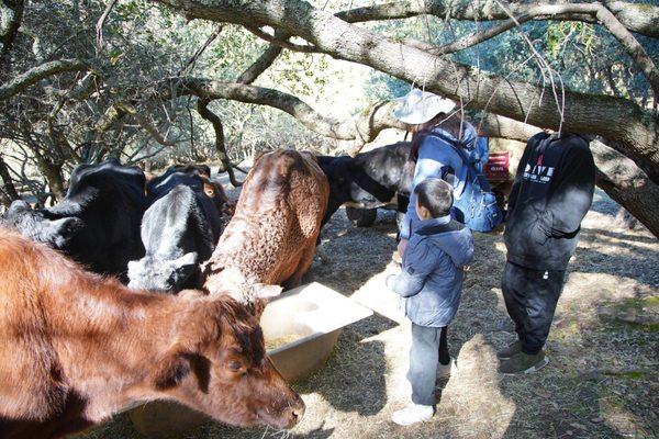 Feeding the cows