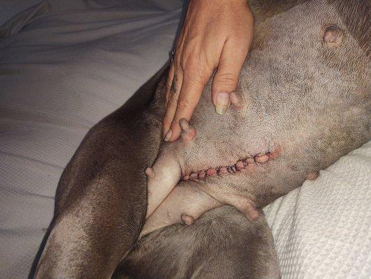 Suki Laws 6 yrs old Pyrometra stitches