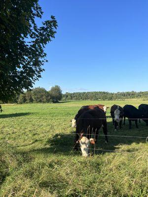 Grass fed beef at Old Crow Ranch