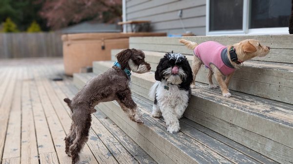 Lush Pups Mobile Spa