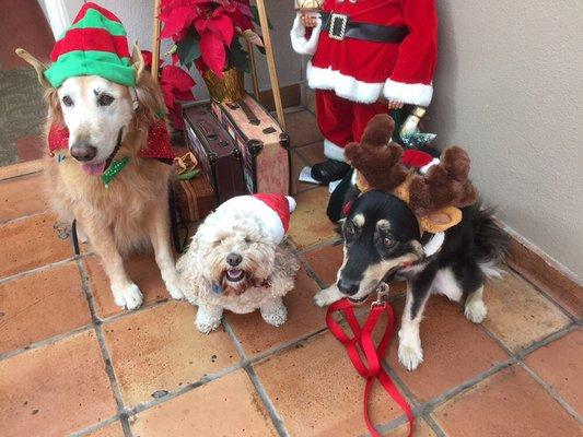 KC and her dog therapy group at Christmas.