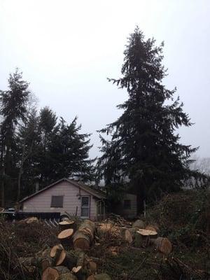 Large fir tree removal