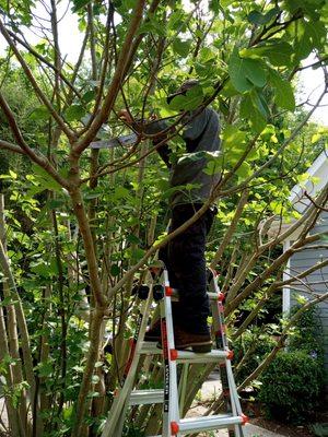 Trimming trees