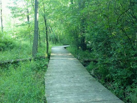 Beautiful wetlands elevated  trail!