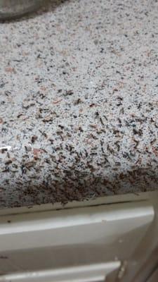 Freshly bleached counter top & it's infested again with ants