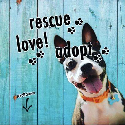 Rescue. Love! Adopt.