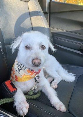 Our pup groomed by Meredith! He looks perfect & ready for the holiday season!