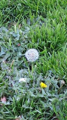 Dandelion close up