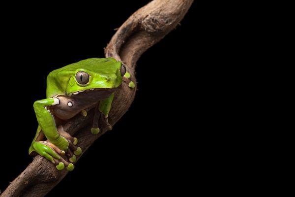 Phyllomedusa Bicolor - Kambo Frog -            (Giant Monkey Frog)