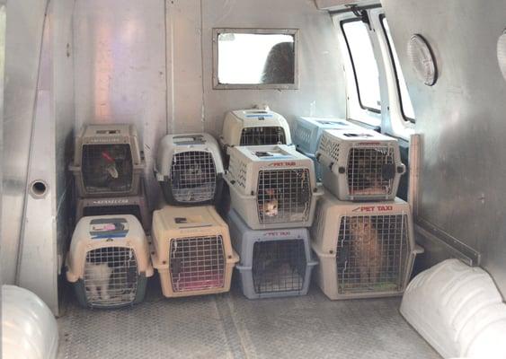 Cats being loaded into carriers before a rescue transport to shelters in Chicago, in March of 2015!