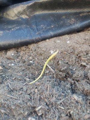 Weed growing from Potting mix that is still in my trailer.