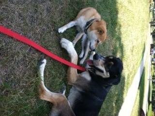 Max and Seger--A New Dog buddies!!