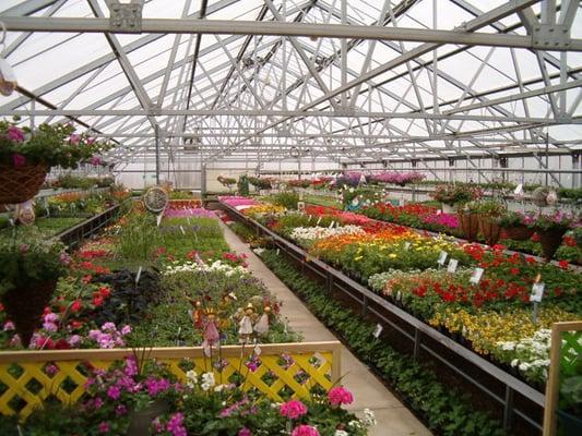 Morris's greenhouse in the spring