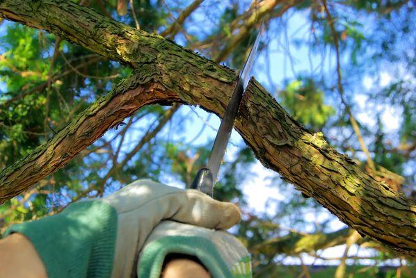 Tree Trimming Laguna Niguel