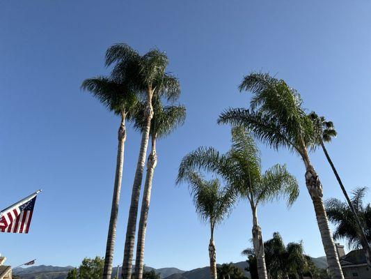 We had 14 Queen palms that needed trimming