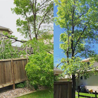 Some storm damage clean up on this poor little Ash tree