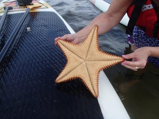 beautiful Starfish!