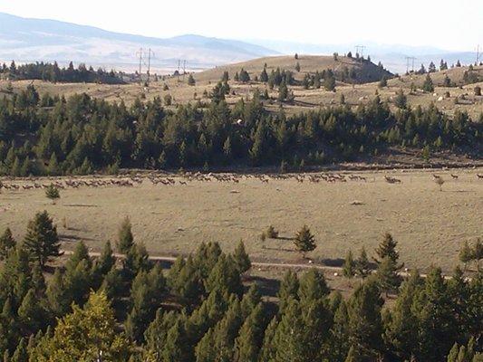 Elk herd on the move.