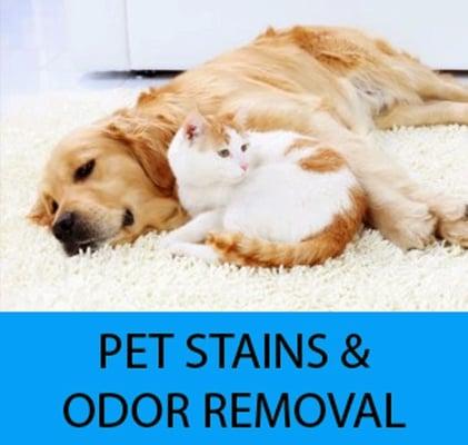 pet stain and pet odor carpet cleaning and removal