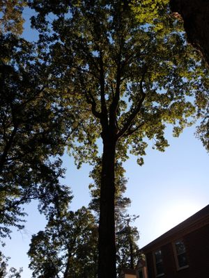 Oak tree we elevated off roof and thinned out.