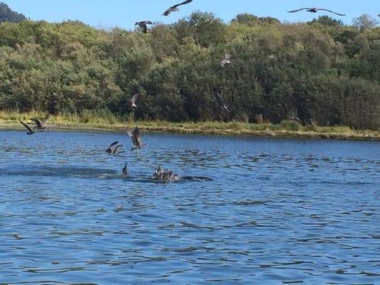 We saw sea loins catching fish!!