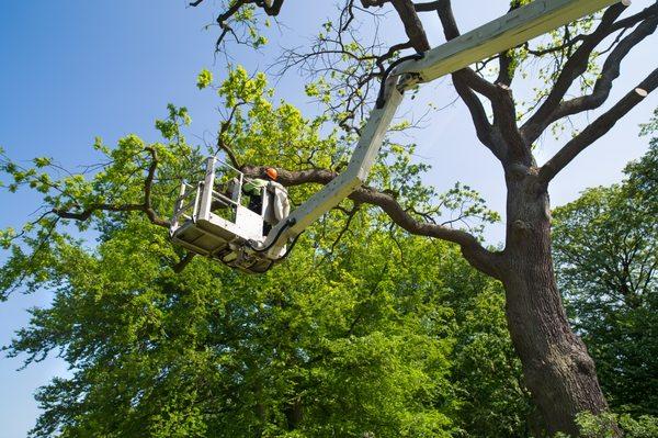 Tree Service Oregon City, Tree Removal Oregon City, Tree Trimming Oregon City, Tree Pruning Oregon City, philsnellstreservice.com