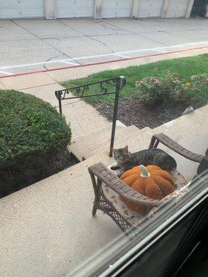 Stray cat loved to chill on my chair. I didn't mind him. Garage to the far right was ours. The door is missing.