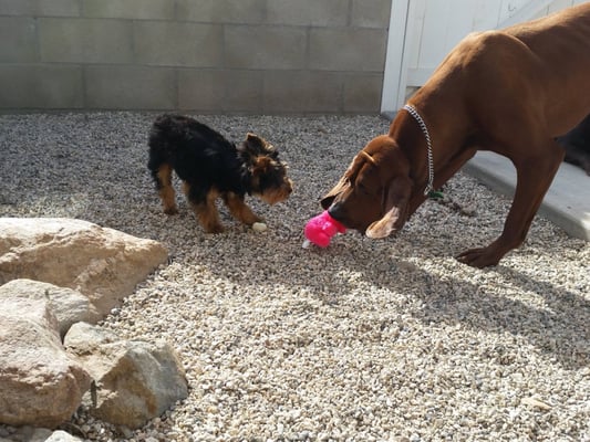 Joe even taught Murphy how to share. :-)