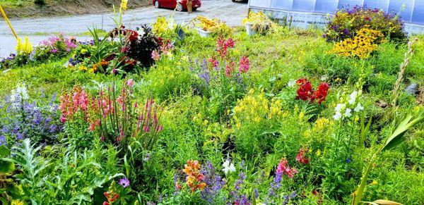 Last hurrah for flowers outside MidValley Greenhouse!