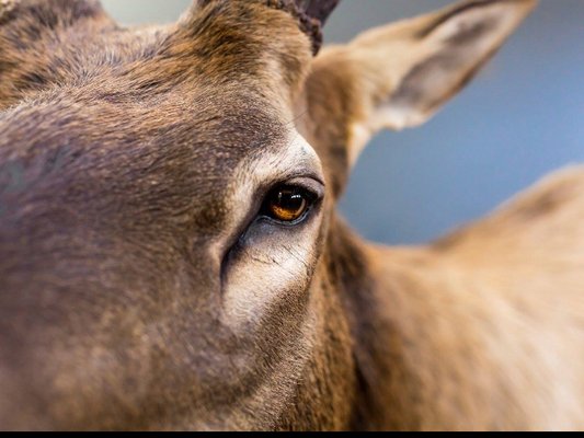 North Jersey Taxidermy Studio