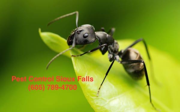 Pest Control Sioux Falls