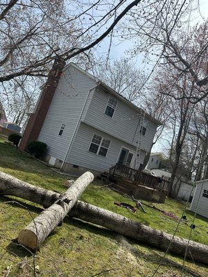 After photo of tree that had fallen on roof from storm.