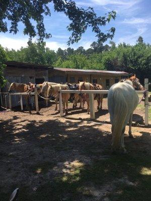 Pheiffer Riding Stables horses are amazing