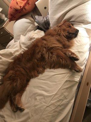 This big teddy bear Skye takes up the whole bed