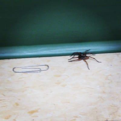 beware of spiders in the exam rooms.