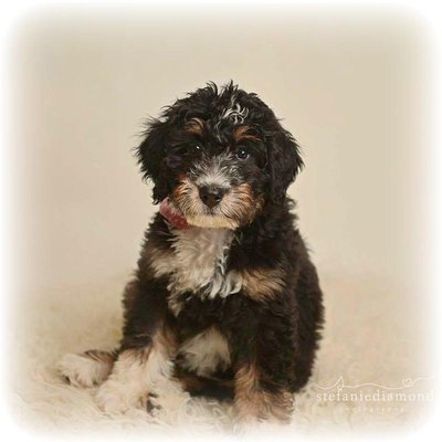 Bernedoodle Babies