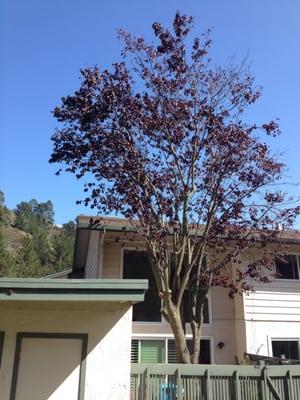 Purple Plum, Pacifica CA. after pruning