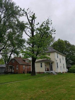 My Tree Dilemma in Highland IL