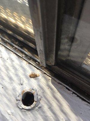 Holes in window & bugs