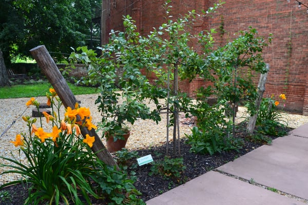 Espalier fruit trees at Volt in downtown Frederick, one pear and one apple tree each with four different varieties grafted on