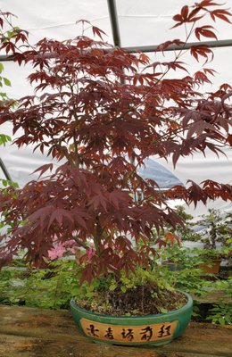 Bonsai Tree