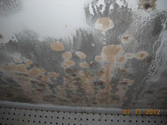 Variety of different types of fungal growth on wall