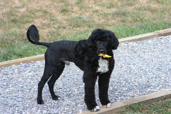 Portuguese Water Dog in Lion Cut